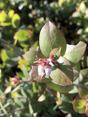 Arctostaphylos osoensis