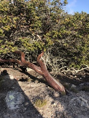 Arctostaphylos osoensis