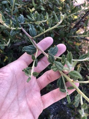 Ceanothus thyrsiflorus obispoensis