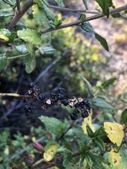 Ceanothus thyrsiflorus obispoensis