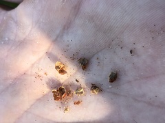 Arctostaphylos osoensis