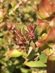 Arctostaphylos osoensis