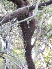 Arctostaphylos osoensis