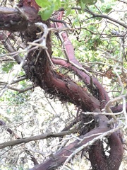Arctostaphylos osoensis