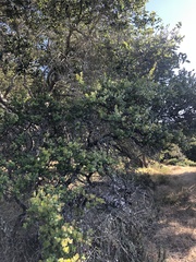 Arctostaphylos osoensis