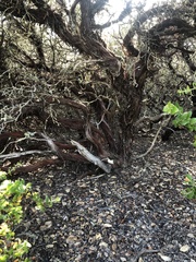 Arctostaphylos osoensis