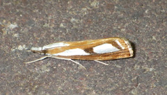 Catoptria