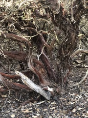 Arctostaphylos osoensis