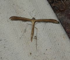 Stenoptilia pterodactyla