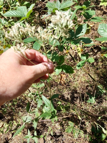 Image of Eupatorium godfreyanum by (c) Chris Hoess, some rights reserved (CC BY-SA)