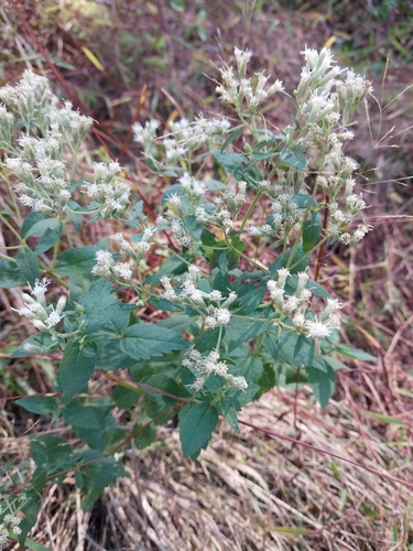 Image of Eupatorium godfreyanum by (c) Chris Hoess, some rights reserved (CC BY-SA)