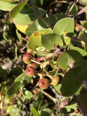 Arctostaphylos osoensis