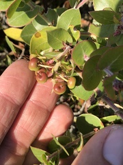 Arctostaphylos osoensis