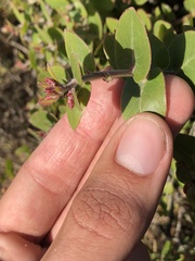 Arctostaphylos osoensis