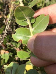 Arctostaphylos osoensis