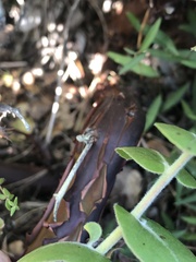Arctostaphylos osoensis