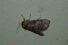Tethea ocularis