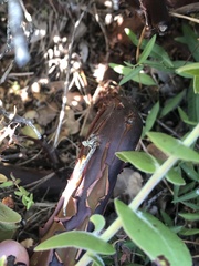 Arctostaphylos osoensis