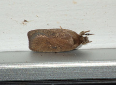 Agonopterix heracliana