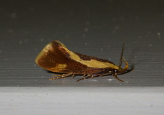 Harpella forficella