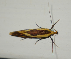 Harpella forficella