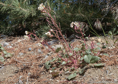 Chylismia claviformis integrior