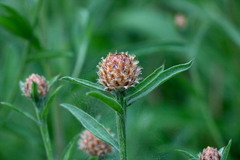 Centaurea × gerstlaueri
