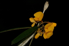 Oxylobium arborescens