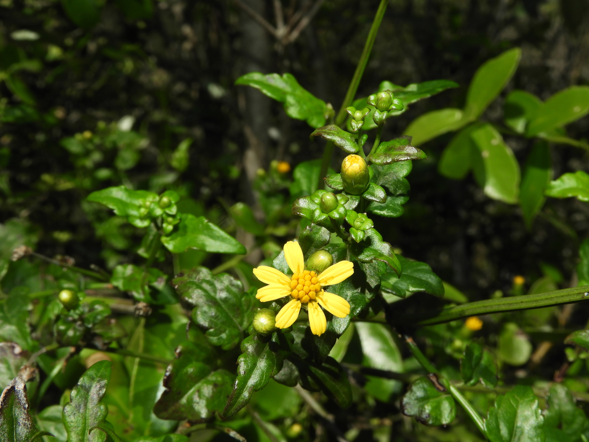 Imagem de Arnica