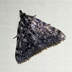 Aglossa