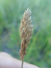 Poa atropurpurea