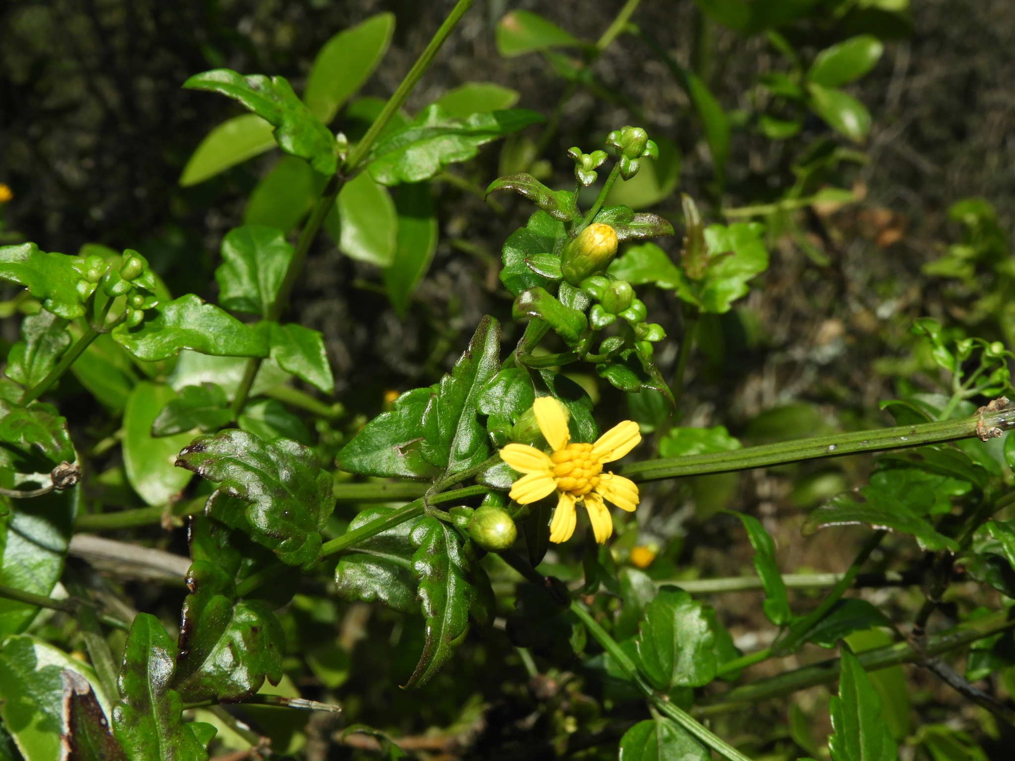 Imagem de Arnica