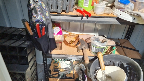 Brown Tree Snake sighting