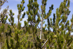 Pinus cembroides bicolor