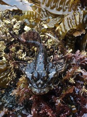 Hemilepidotus hemilepidotus