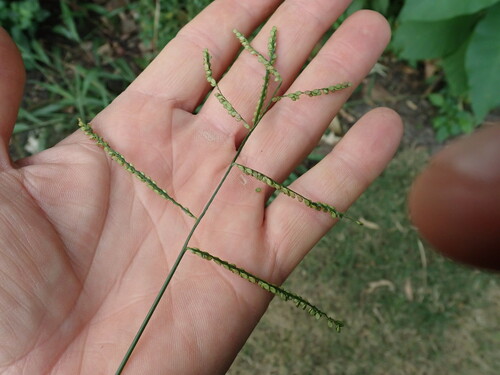 Image of Paspalum mandiocanum by no rights reserved