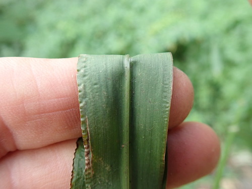 Image of Paspalum mandiocanum by no rights reserved