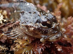 Hemilepidotus hemilepidotus