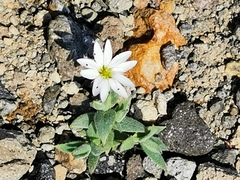 Stellaria eschscholtziana