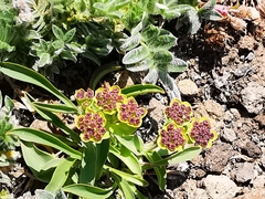 Bupleurum triradiatum