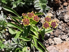 Bupleurum triradiatum