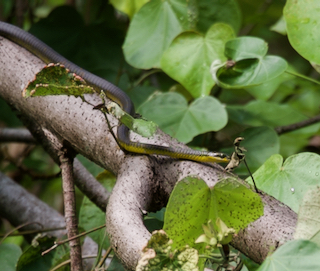 Common Tree Snake sighting