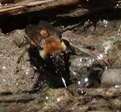 Anthophora bomboides