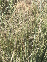 Muhlenbergia richardsonis