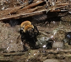 Anthophora bomboides