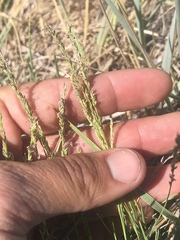 Muhlenbergia richardsonis