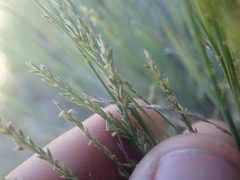 Muhlenbergia richardsonis
