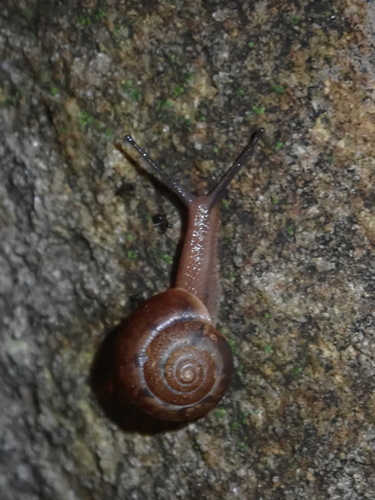 Asian Tramp Snail