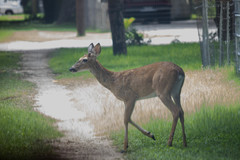 Odocoileus virginianus texanus