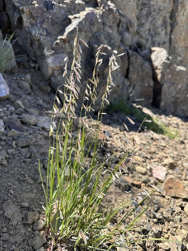 Image of Melica stricta by (c) Matt Berger, some rights reserved (CC BY)